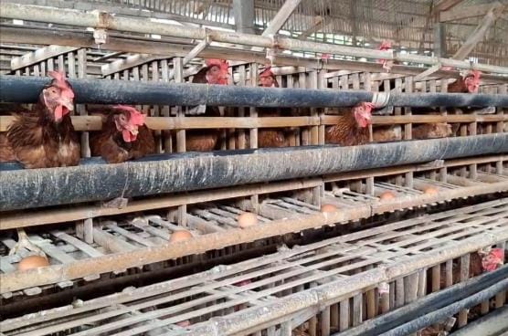 Harga Telur Peternak Tertekan, Bapanas Andalkan Jagung SPHP