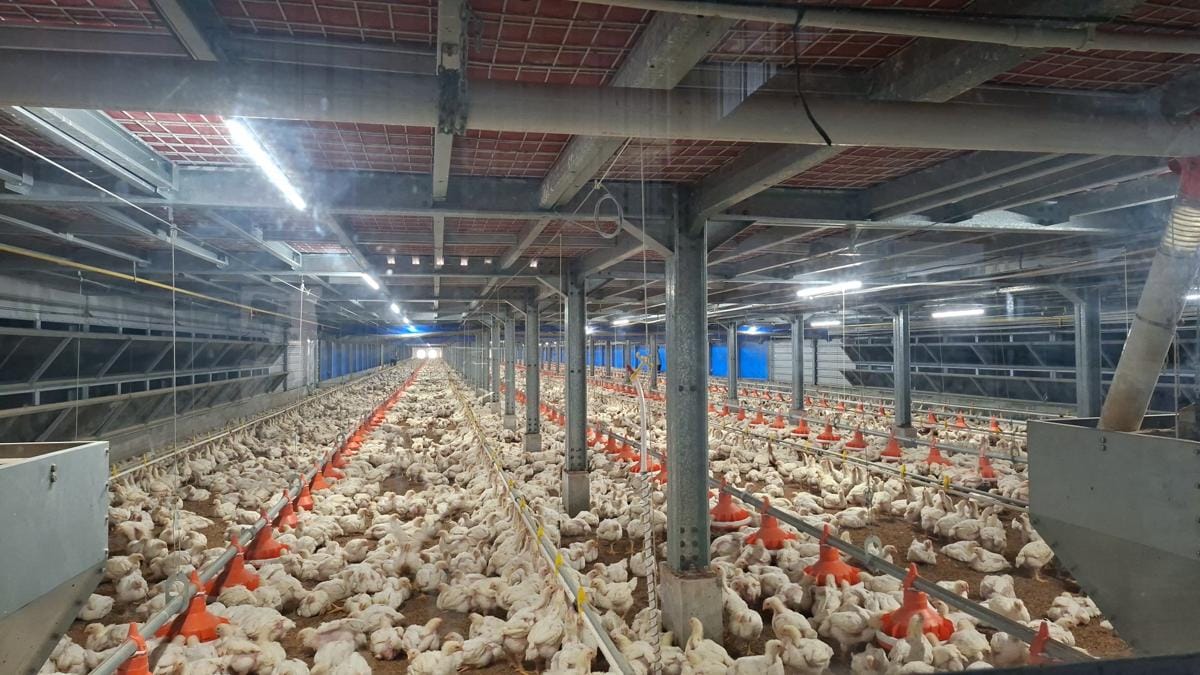 Ayam Krispy McD: Bagaimana Kualitasnya Dijaga dari Hulu ke Hilir?
