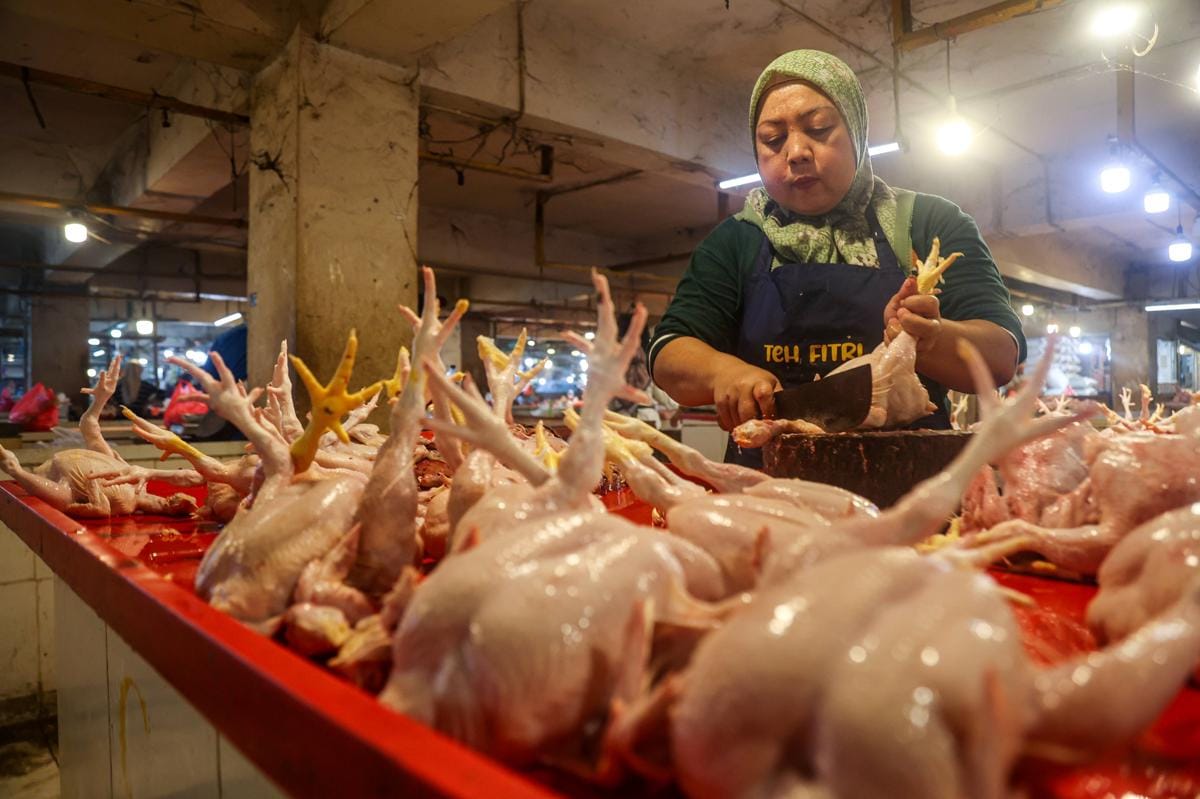 Harga Ayam Melonjak, Kemendagri Duga Ada Permainan: Singgung CPIN