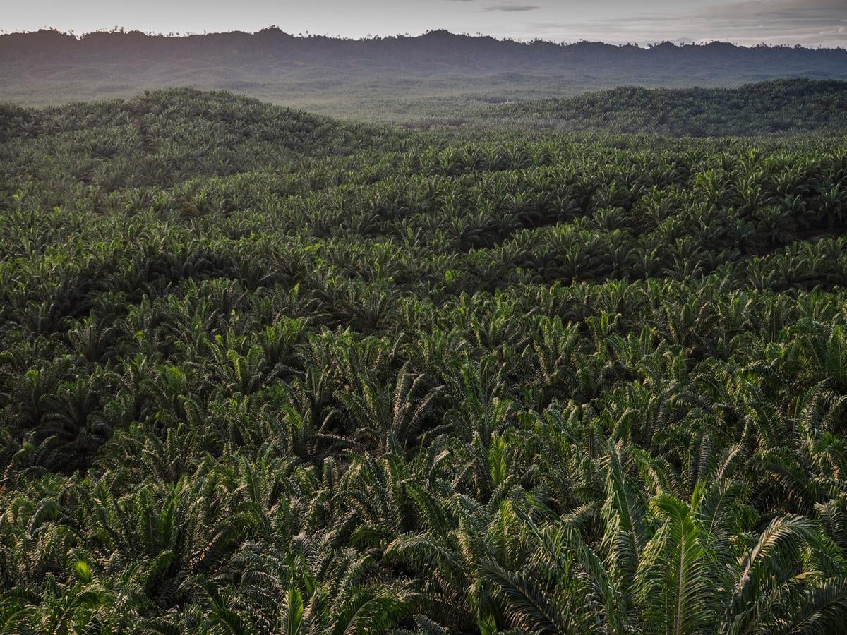 Fokus Replanting, Astra Agro Siapkan Capex Rp1,4 Triliun di 2027