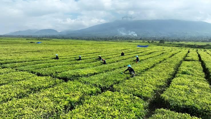Industri Teh Hadapi El Nino, PalmCo Perkuat Strategi Produksi